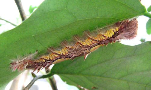Fifth instar larva of Morpho peleides Kollar. 