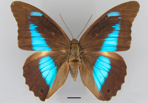 Female Prepona laertes from Peru, dorsal aspect (Florida Museum of Natural History). Scale bar = 1 cm.