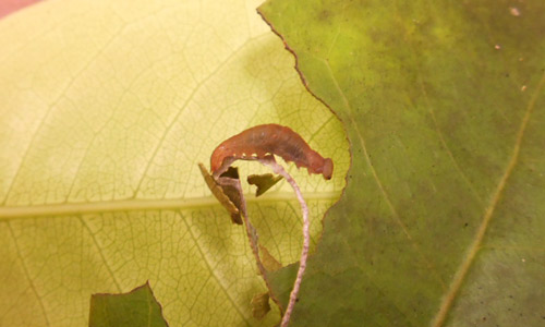 Larva of Prepona laertes, first instar on cocoplum leaf.