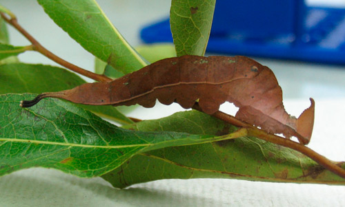 Fifth instar (mature larva) of Prepona laertes on gopher apple foliage