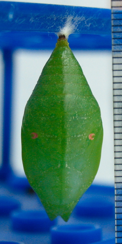 Pupa of Prepona laertes. Scale in millimeters.