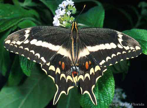 Adult male Schaus swallowtail butterfly, Heraclides aristodemus ponceanus (Schaus). 