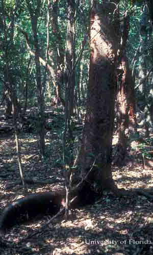 Tropical hardwood hammock habitat in Upper Florida Keys. 