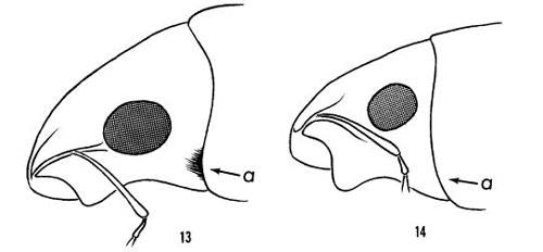 Illustration of hairs present behind eye of Tanymecus lacaenus Herbst (left) compared to Artipus floridanus Horn, which lacks hairs behind eye (right). Illustration from Woodruff (1985).