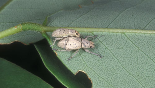 A mating pair of male and female adult little leaf notcher, Artipus floridanus Horn on vegetation. The smaller male is above the female. Photograph by Lyle Buss, Entomology and Nematology Department, University of Florida.