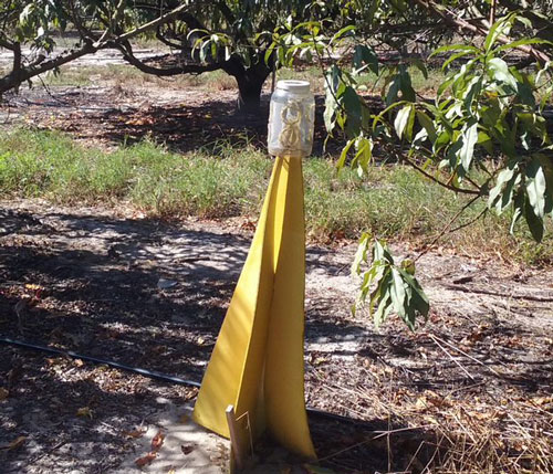 A ground emergence trap typical of those used for monitoring citrus weevil pests. Photograph by Brianna Whitman, University of Florida.