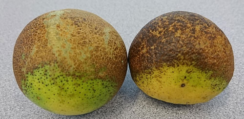 Russeting damage induced by Phyllocoptruta oleivora (Ashmead), on grapefruit