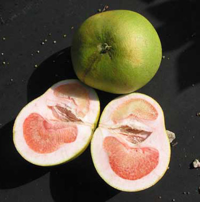 Grapefruit damage caused by Huanglongbing or greening disease. Lopsided fruit are a symptom of greening disease. Note the extreme distortion of the columella, the central columnlike structure found in citrus and other fruits. 