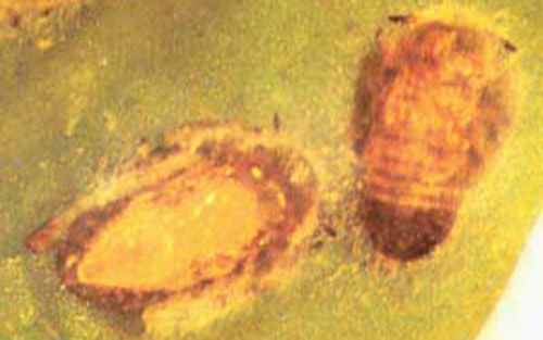 Nymphs of the Asian citrus psyllid, Diaphorina citri Kuwayama, killed by the ectoparasitoid wasp Tamarixia radiata. 