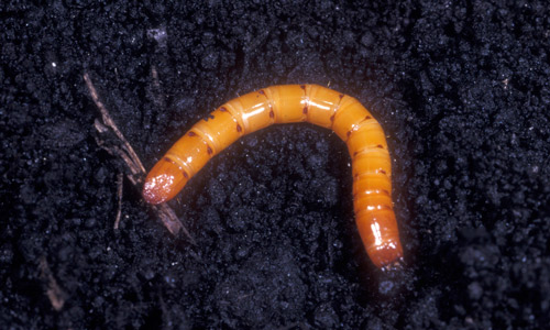 Larvae of Melanotus communis.