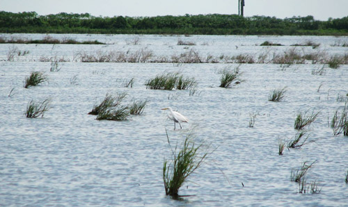 Fallow field flooding is used in Florida to control Melanotus communis Gyllenhal, corn wireworm. 