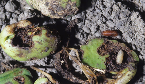 Late instar larva and pupa of the seedcorn maggot, Delia platura (Meigen), showing seed damage.