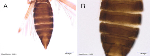 Figure 5. The whole abdomen (A) and abdominal tergites of female adult bean thrips (B), Caliothrips fasciatus Pergande, showing crisped Photograph by Rafia A. Khan, Entomology and Nematology Department, University of Florida 