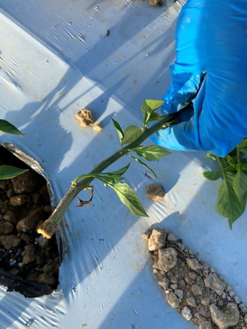 Figure 11.  Stem breakage caused by three-cornered alfalfa hopper, Spissistilus festinus Say, on pepper plant. Photograph by Victoria Adeleye. Entomology and Nematology Department, University of Florida.