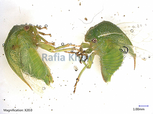 Figure 1. Adult female three-cornered alfalfa hopper, Spissistilus festinus Say, (Lateral view). Photograph by Rafia A. Khan. Entomology and Nematology Department, University of Florida.