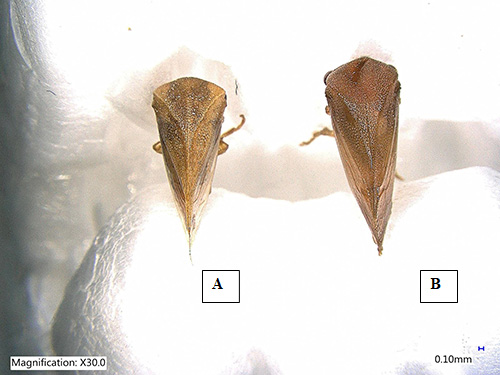 Figure 2. Adult male (A) and female (B) three-cornered alfalfa hopper, Spissistilus festinus Say, (Dorsal view). Photograph by Rafia A. Khan. Entomology and Nematology Department, University of Florida.