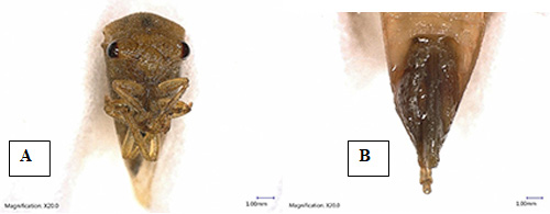 Figure 3. Adult three-cornered alfalfa hopper, Spissistilus festinus Say, (A, Ventral view) and female ovipositor (B). Photograph by Rafia A. Khan. Entomology and Nematology Department, University of Florida.