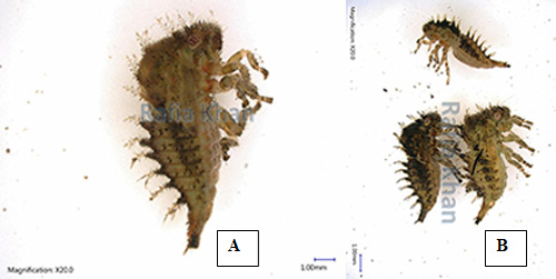 Figure 4. Fourth instar nymph (A) and different nymphal instars (B) of three-cornered alfalfa hopper, Spissistilus festinus Say, (Lateral view). Photograph by Rafia A. Khan. Entomology and Nematology Department, University of Florida.