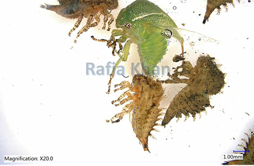 Figure 5. Adult female and nymphs of three-cornered alfalfa hopper, Spissistilus festinus Say, (Lateral view). Photograph by Rafia A. Khan. Entomology and Nematology Department, University of Florida.