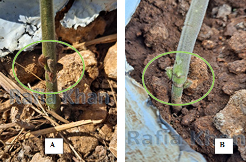 Figure 6. Nymphs of three-cornered alfalfa hopper, Spissistilus festinus Say, fed on tomato plant (Green circle) (A and B). Photograph by Rafia A. Khan. Entomology and Nematology Department, University of Florida.