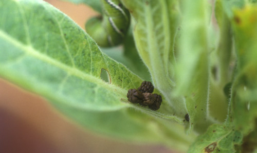 tobacco hornworm, Manduca sexta (Linnaeus); tomato hornworm, Manduca ...