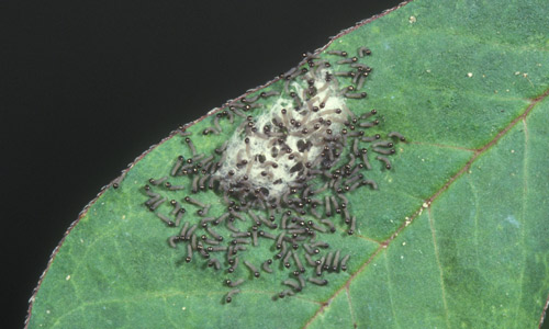 Eggs of the fall armyworm, Spodoptera frugiperda (J.E. Smith), hatching