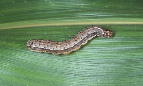 Hatching first instar larvae of the fall armyworm, Spodoptera frugiperda (J.E. Smith). 
