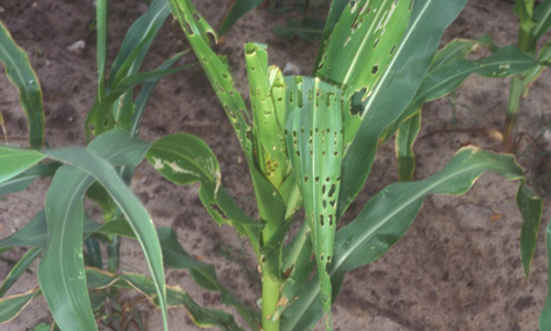 Corn leaf damage caused by the fall armyworm, Spodoptera frugiperda (J.E. Smith)