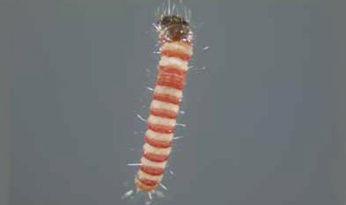 First instar larva of the lesser cornstalk borer, Elasmopalpus lignosellus. 