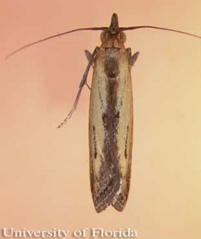Adult male lesser cornstalk borer, Elasmopalpus lignosellus (Zeller). 