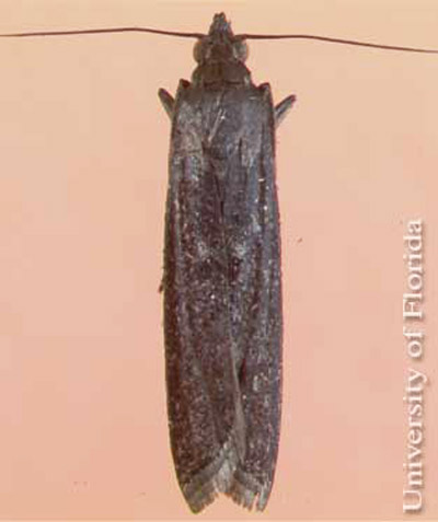 Adult female lesser cornstalk borer, Elasmopalpus lignosellus (Zeller). 