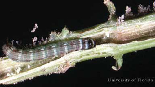 Lesser cornstalk borer, Elasmopalpus lignosellus, larva showing stem tunneling by larva.