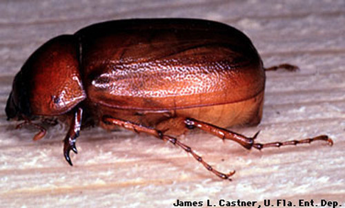 Typical June beetle, adult of "white grub," of the genus Phyllophaga. 