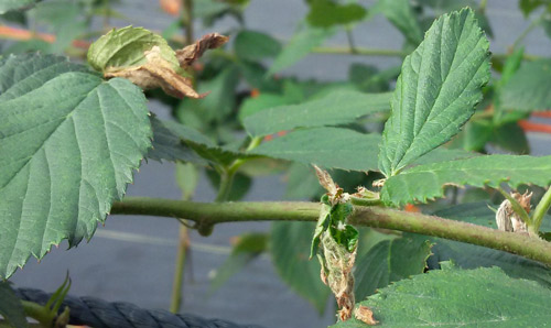 Feeding and leafrolling damage on cultivated blackberry (Rubus subgenus Rubus) due to strawberry leafroller moth, Ancylis comptana (Frölich).