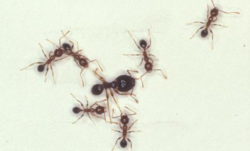 A major Pheidole megacephala worker (center) and several minor workers. 