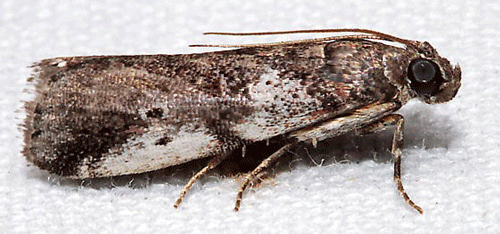 Adult male cranberry fruitworm, Acrobasis vaccinii
