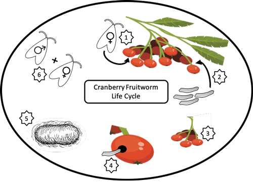 Diagram of the cranberry fruitworm, Acrobasis vaccinii Riley, life history. 1) Female lays eggs at the bottom (calyx) end of the fruit