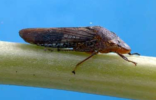 An adult Homalodisca vitripennis 