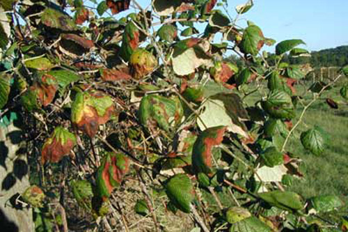 Scorched leaves with yellow and brown edges are a typical symptom of Pierce's disease of gr
