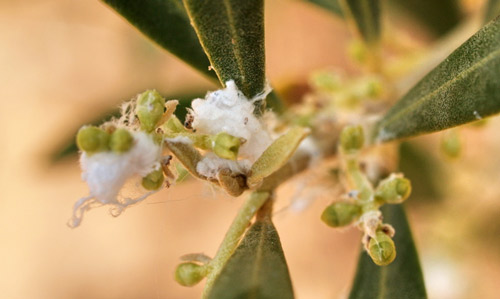 Secretions made by Euphyllura olivina (Costa) on buds of an olive tree, Olea europaea L. 
