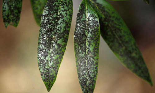 Sooty mold on leaves of California laurel, Umbellularia californica