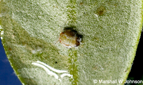 An olive psyllid, Euphyllura olivina (Costa), in its first instar on an olive leaf. 