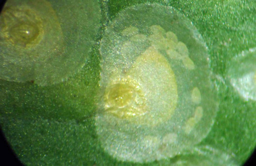 Adult female coconut scale showing eggs under cover.