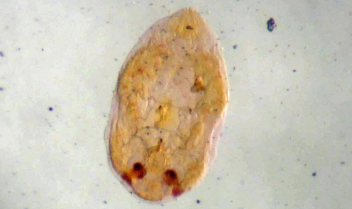 Coconut scale male pupa removed from cover. 