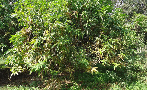 Mature mango plant infested with coconut scale in Pakistan.