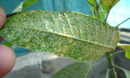 Underside of mango leaf infested with coconut scale.