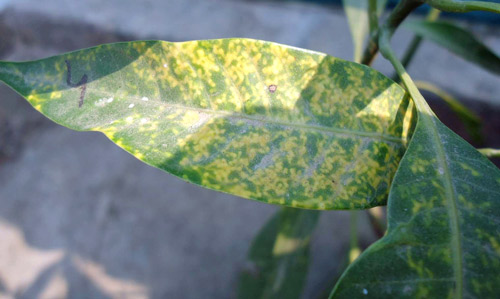 Upper side of mango leaf infested with coconut scale showing chlorosis.