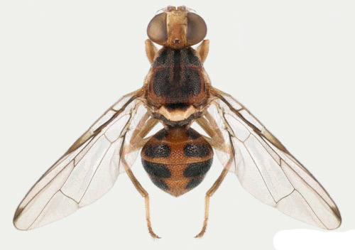Adult olive fruit fly, Bactrocera oleae (Rossi). 