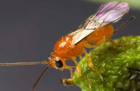 The parasitoid Psyttalia cf. concolor was discovered in Kenya, reared in a laboratory in Guatemala, and imported into California for biological control of olive fruit fly. 