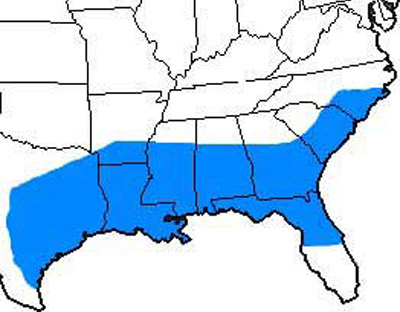 Distribution of the glassy-winged sharpshooter, Homalodisca vitripennis (Germar), in the southeast United States as of 2004. 